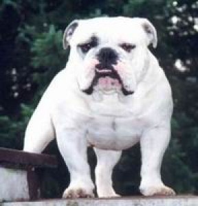 anglicky_buldog.jpg